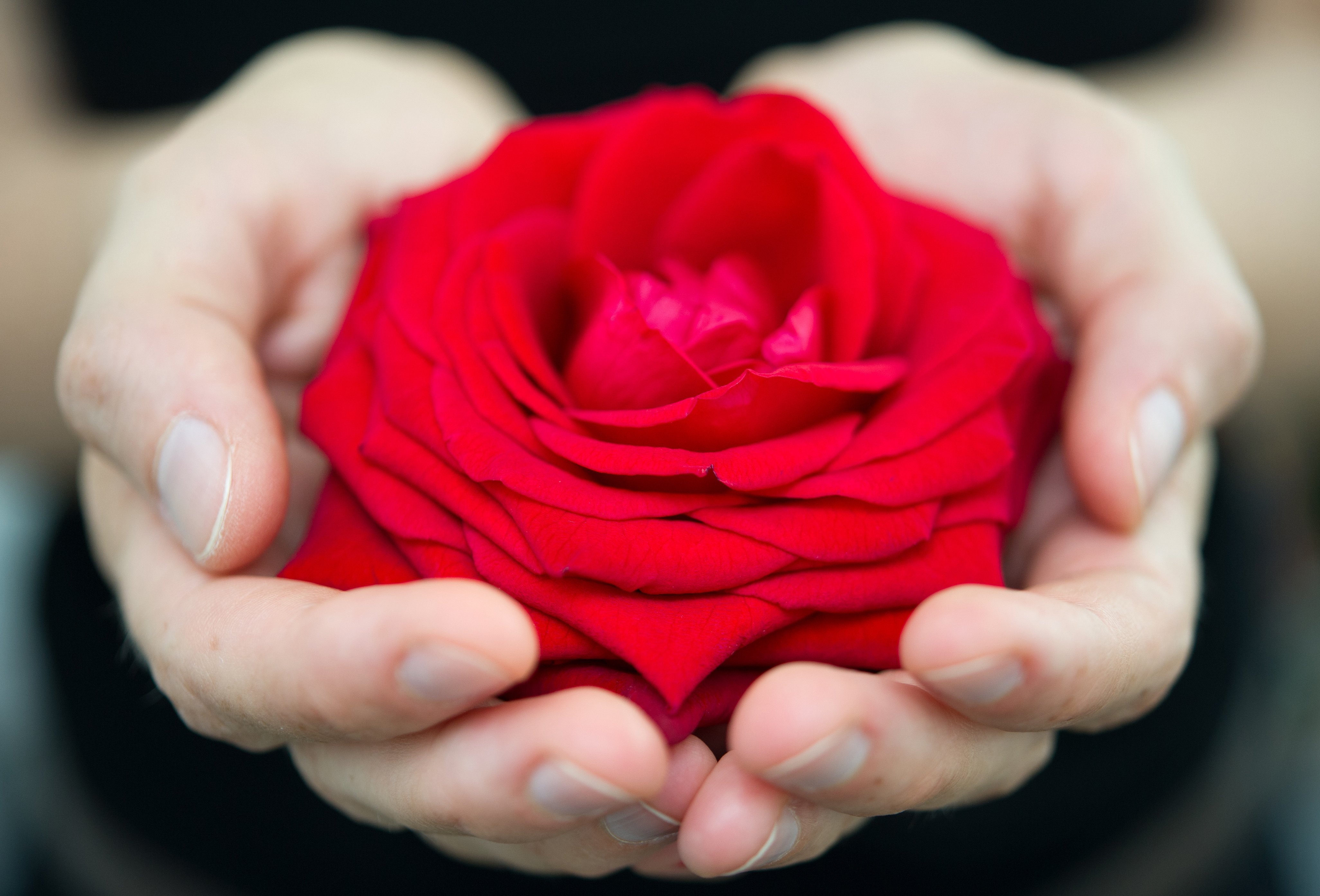 Rosa favorable